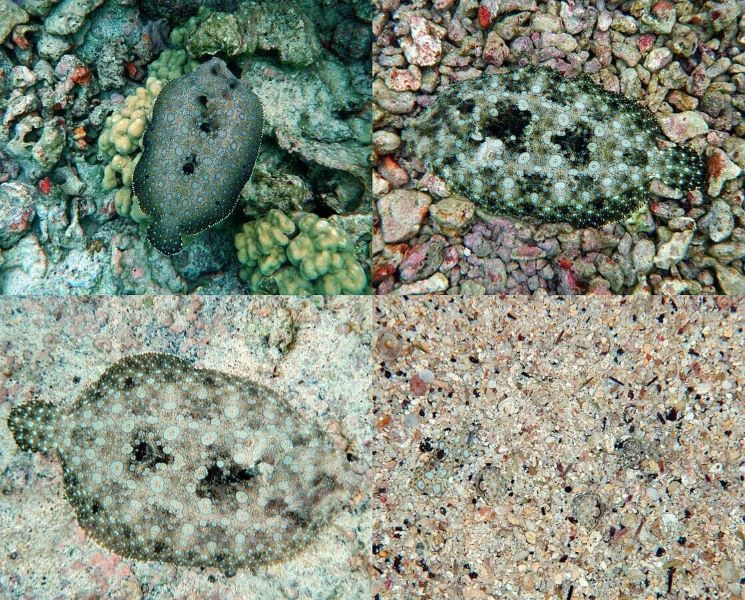 Four frames of the same fish taken a few minutes apart showing the ability of flounders to change colours to suit the surroundings